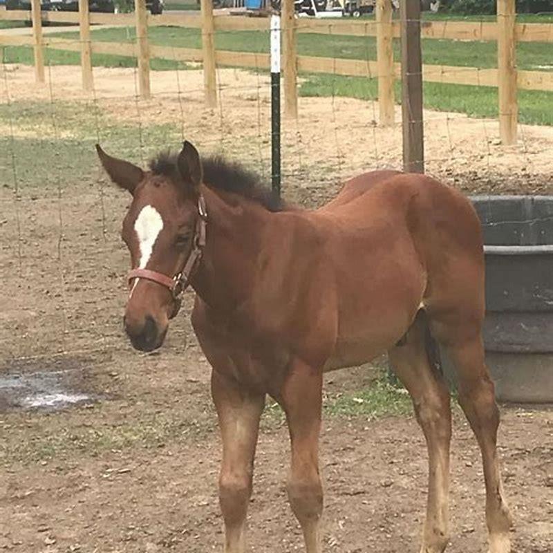 What is an old female horse called?