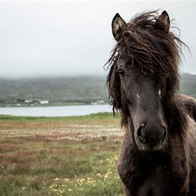 What is so special about the Icelandic horse?