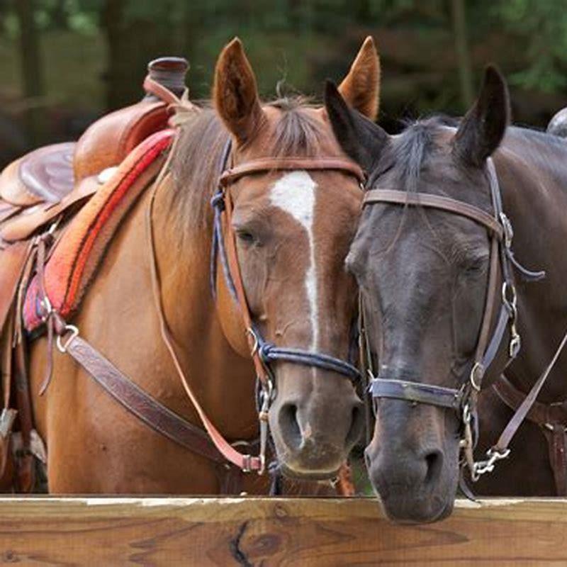 What is the best horse for mountain riding?