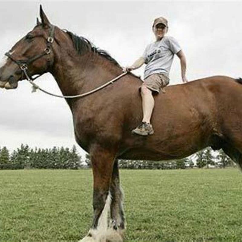 What is the biggest Clydesdale?
