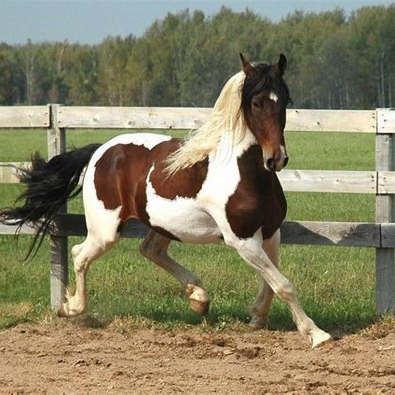 What is the difference between a walking horse and a quarter horse?