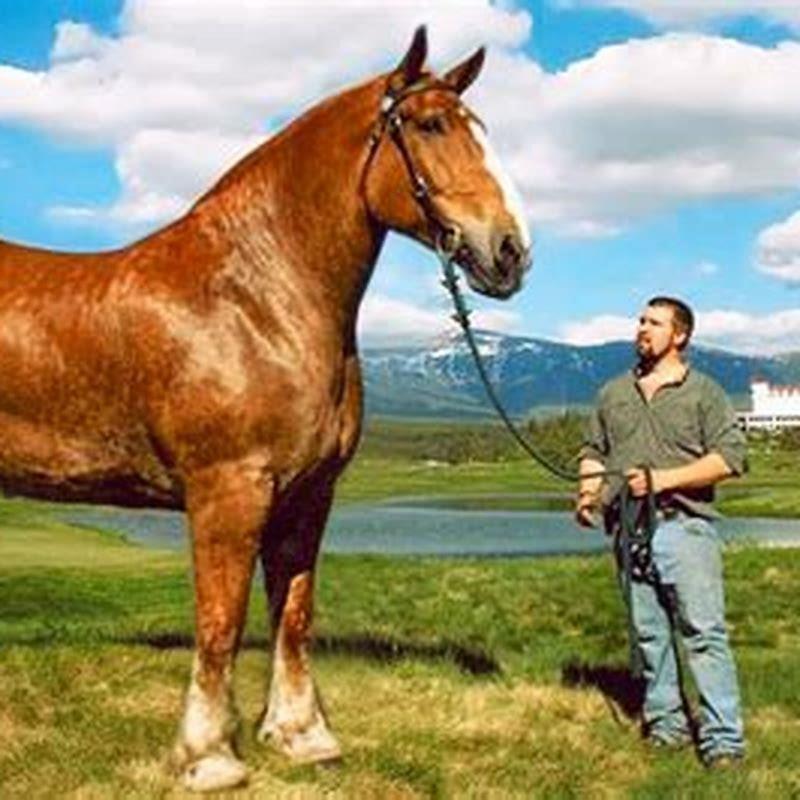 What is the largest horse on earth?