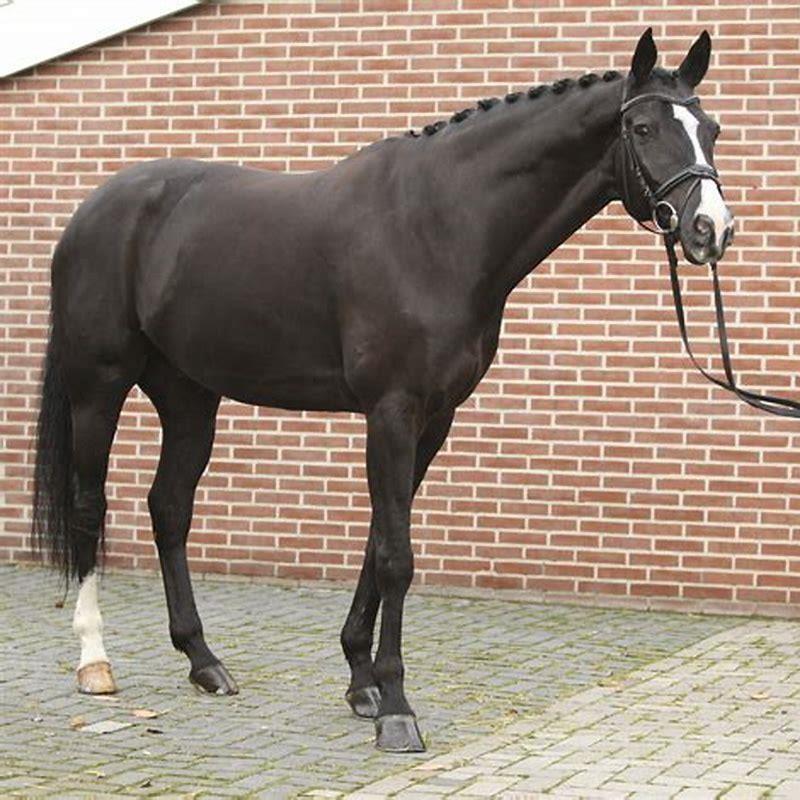 What is the meaning of warmblood?