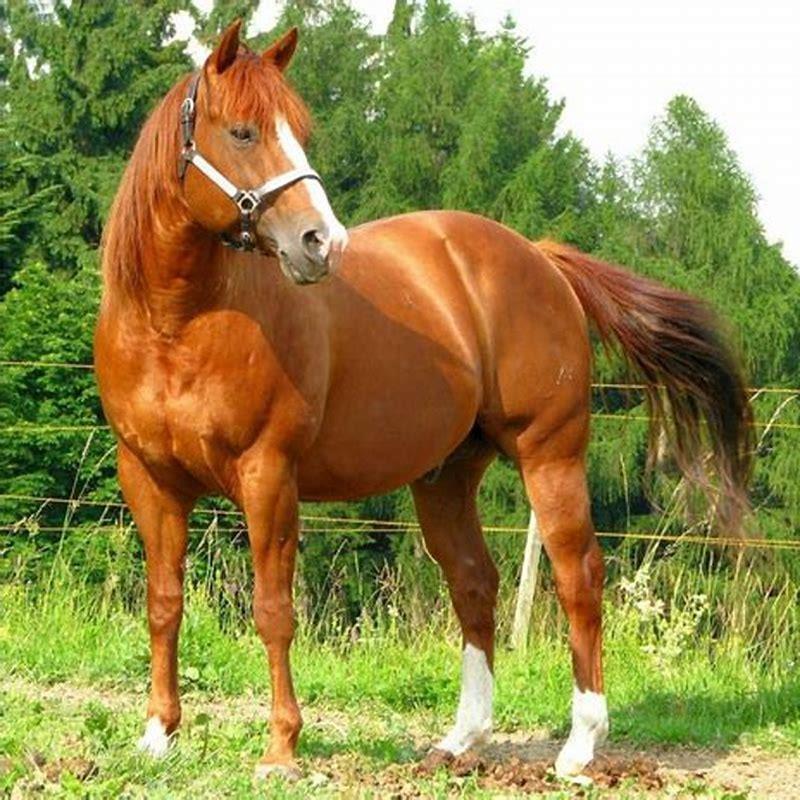 What is the most common pony breed?