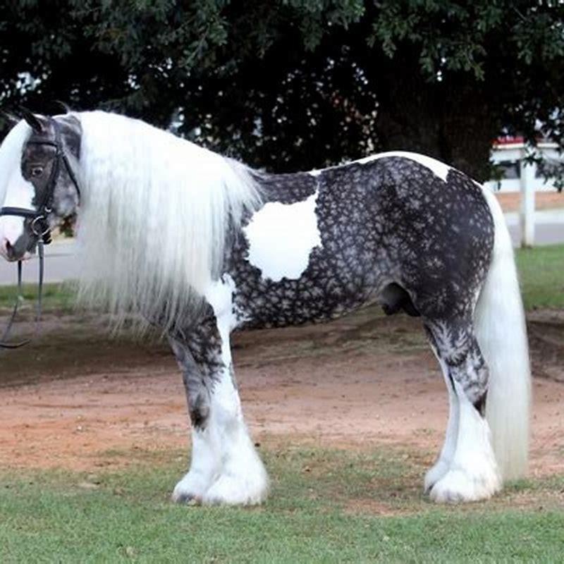 What is the most rare horse color?