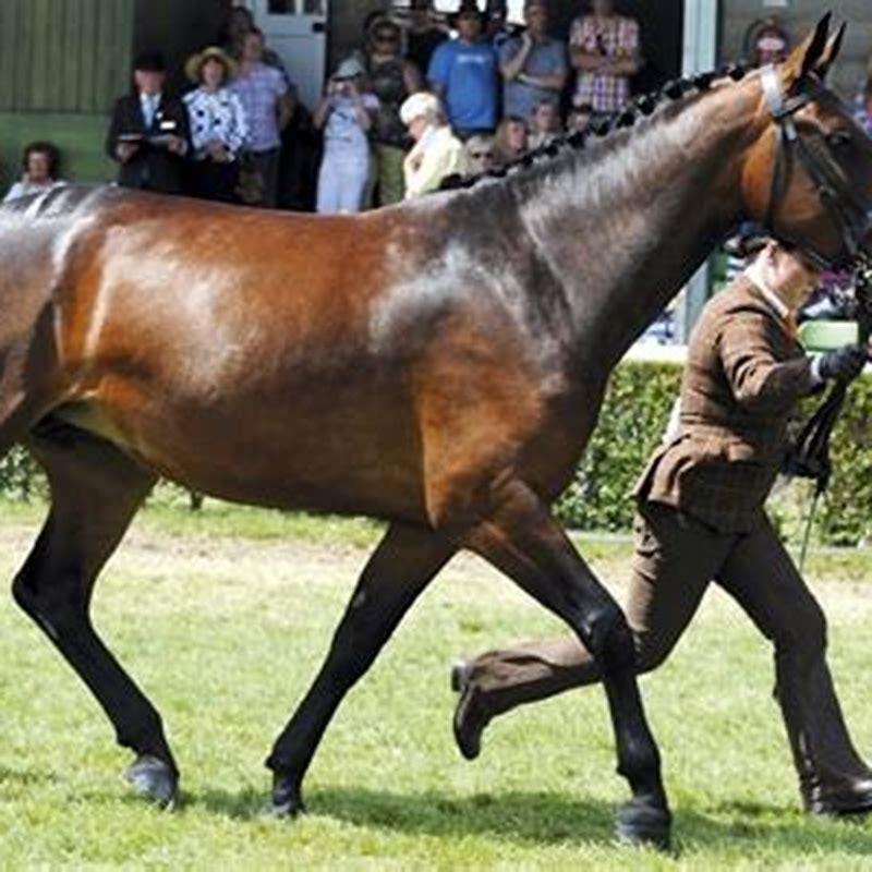 What is the most versatile breed of horse?