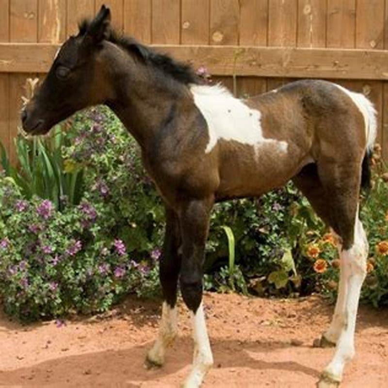 What Are Male Baby Horse Called