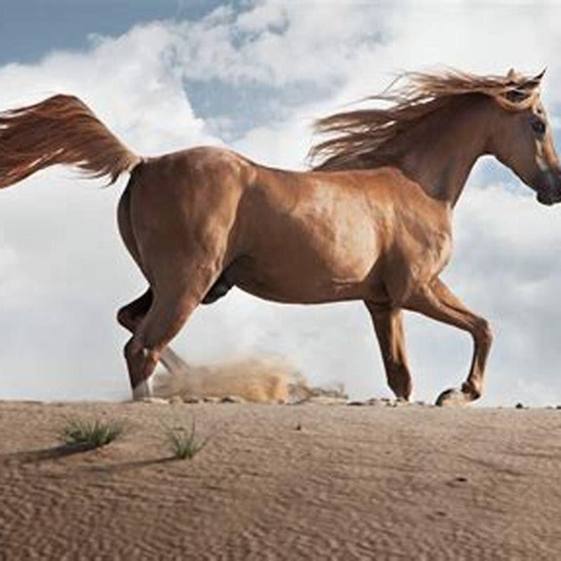 What is the oldest Arabian horse? - DIY Seattle