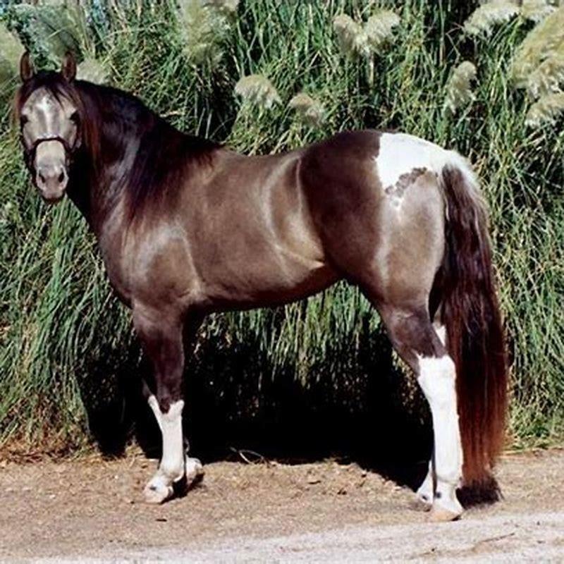 What is the prettiest Colour horse?
