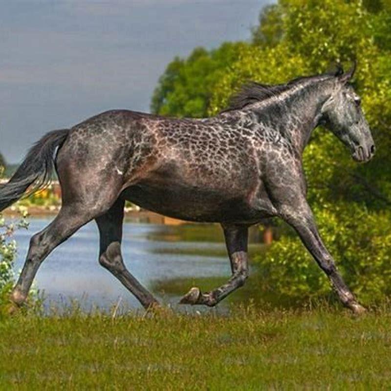 What is the rarest coat color for a horse?