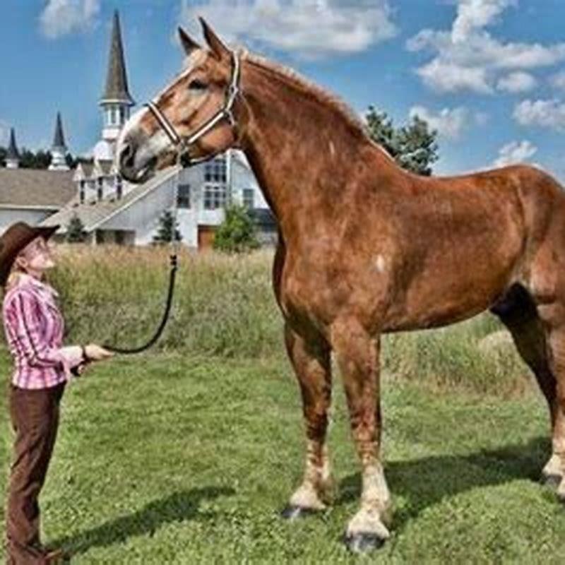 What is the tallest horse alive?