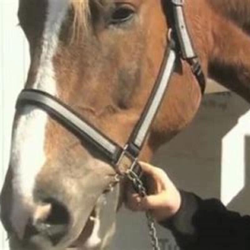 What is the tallest mustang horse in the world?