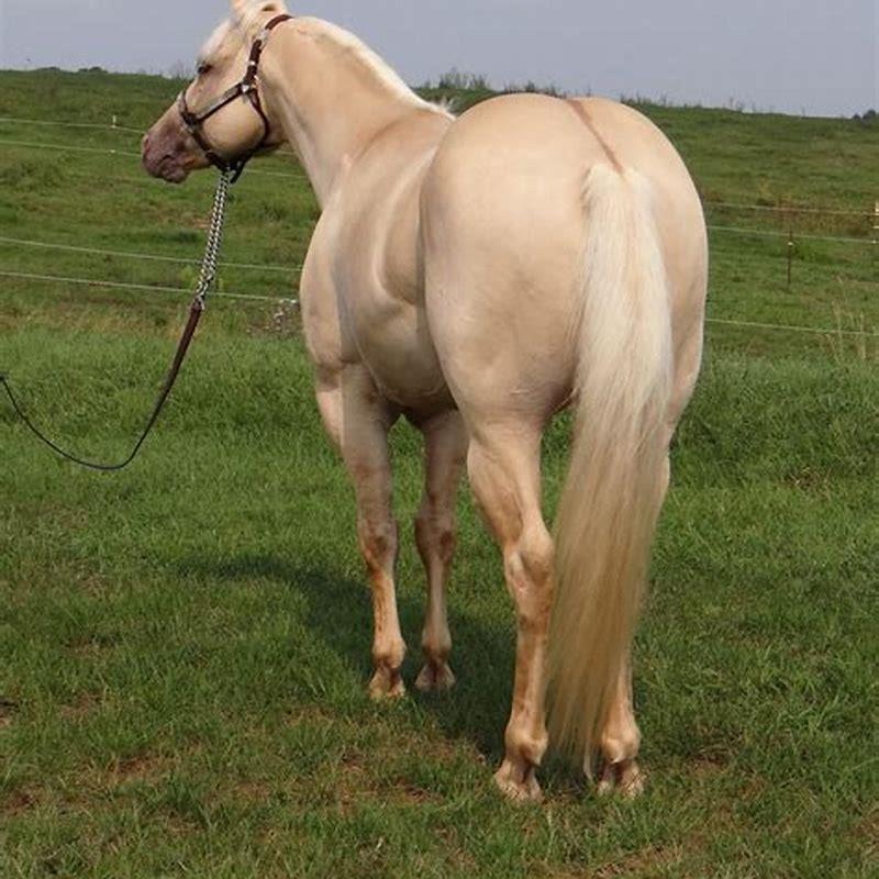 What makes a horse a dun?