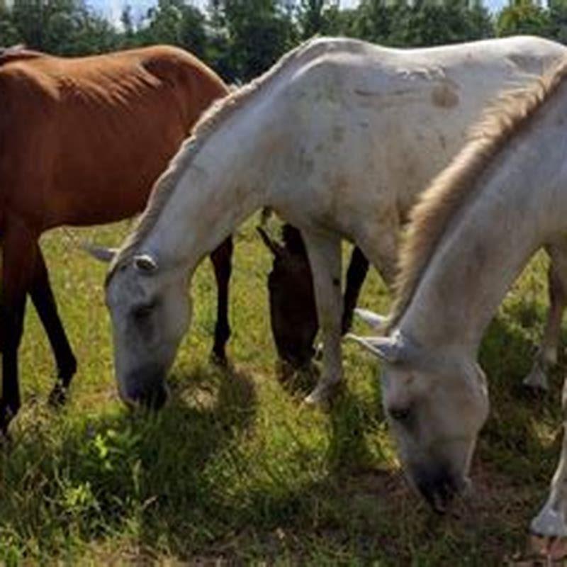 What makes a horse a horse?
