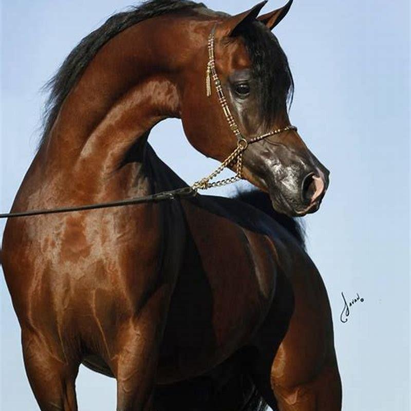 What makes Arabian horses different?