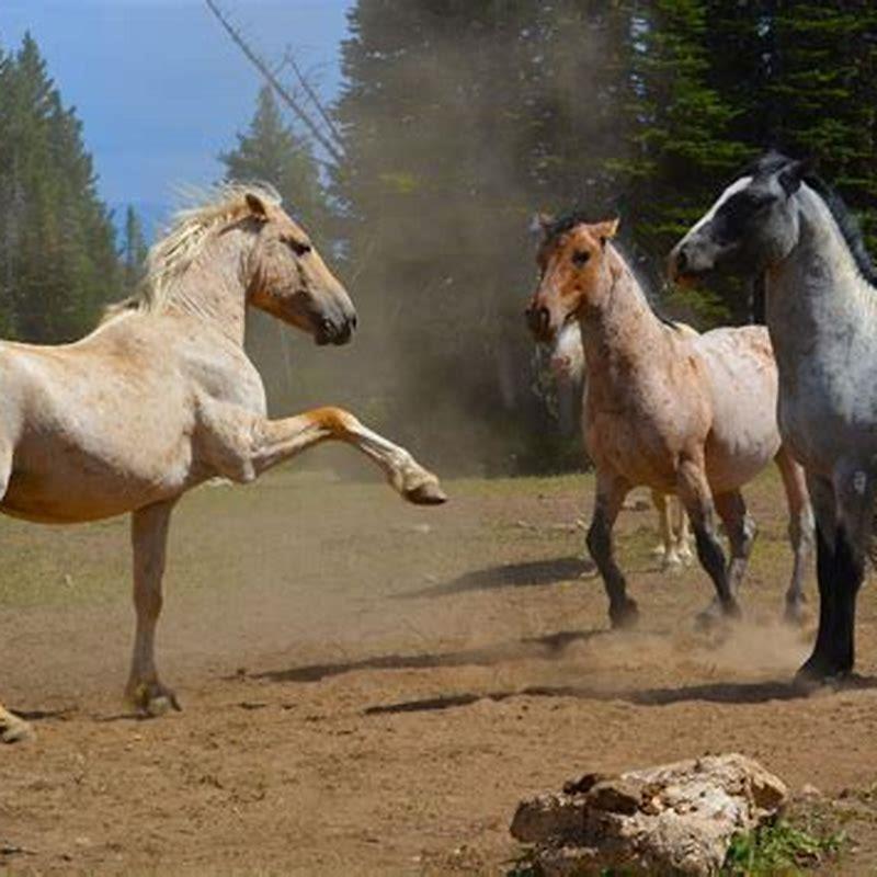 What species is a horse?