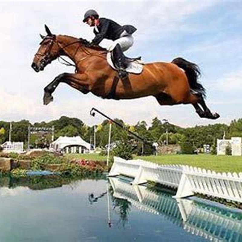 What type of horse is best for jumping?
