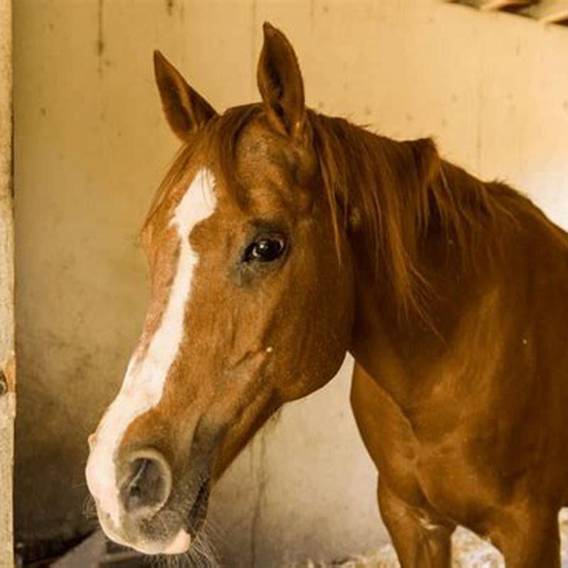 What type of horse lives the longest?