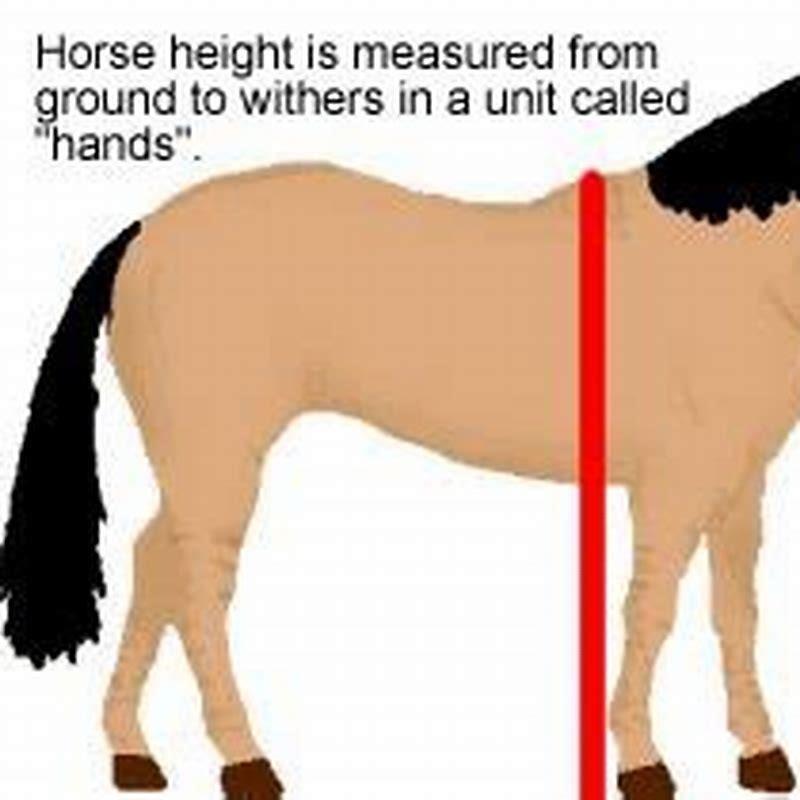 What unit would you use to measure a horse?