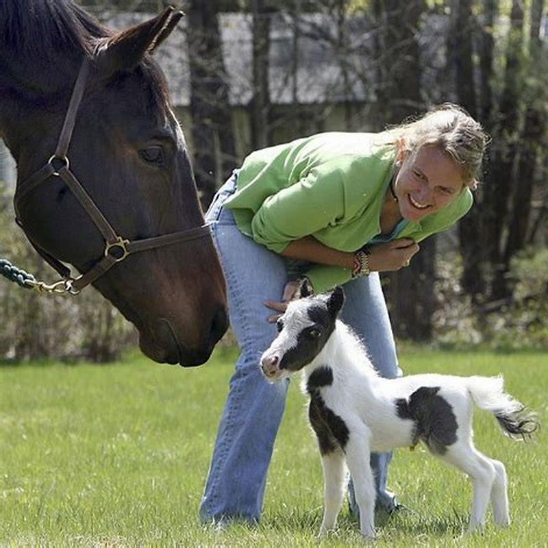 What was the shortest horse?