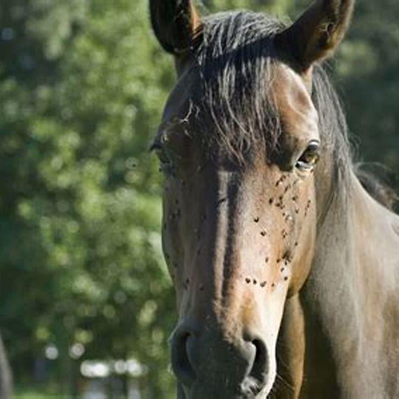 what-will-repel-horse-flies-diy-seattle