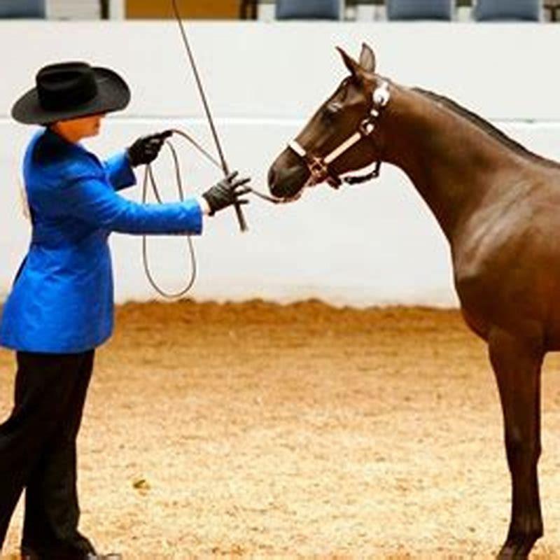 When can you break a horse to ride?