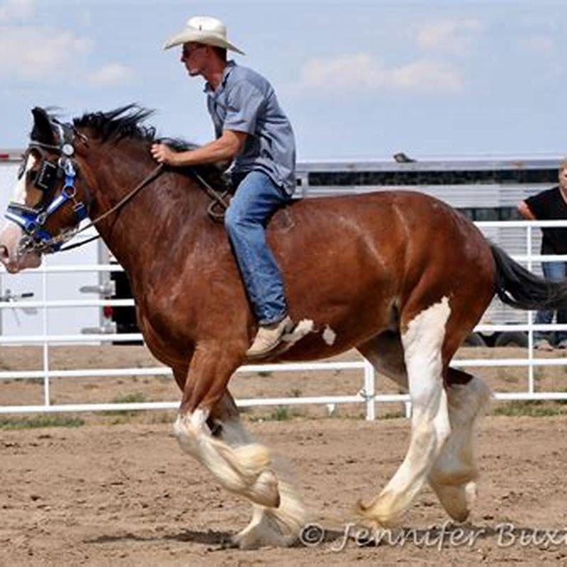 Which draft horse is the fastest?