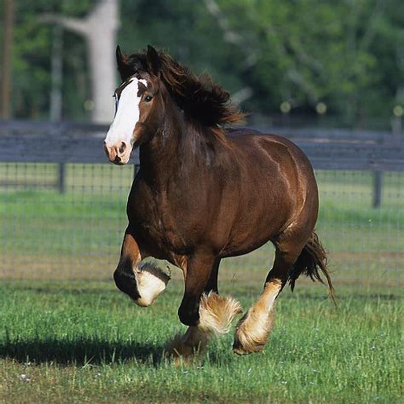 Which horse is a draft horse?