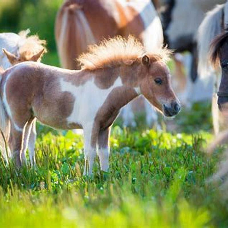 Which horse is a pony breed?