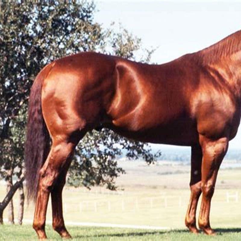 Who was the fastest quarter horse ever?