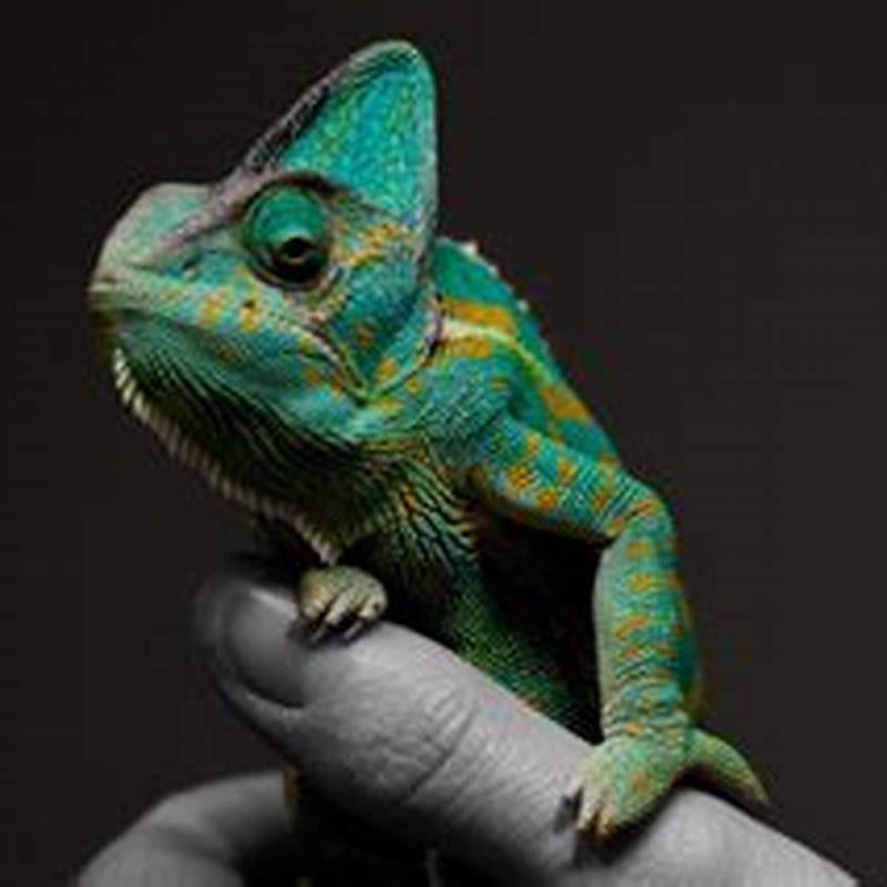 Do chameleons need to go to the vet? - DIY Seattle