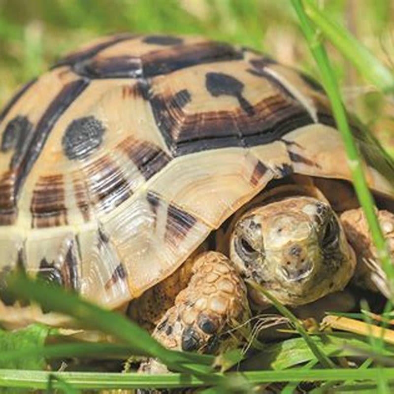 Do map turtles make good pets?