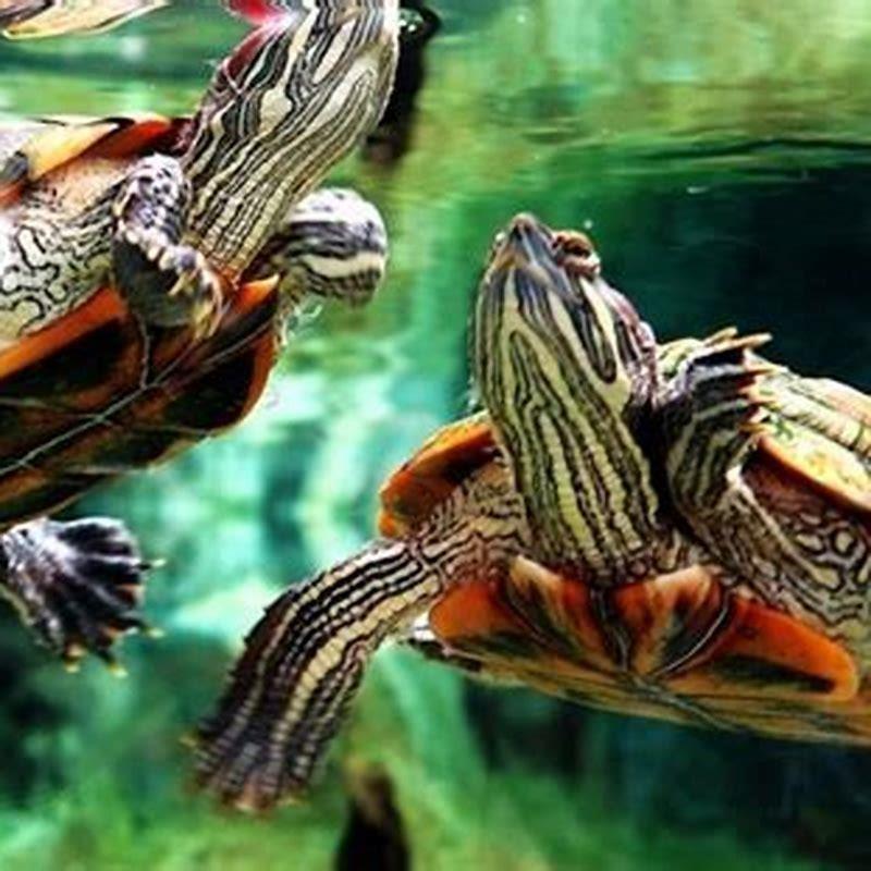 Do turtles need clean water? DIY Seattle