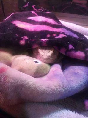 How do you fix a lizard prolapse?
