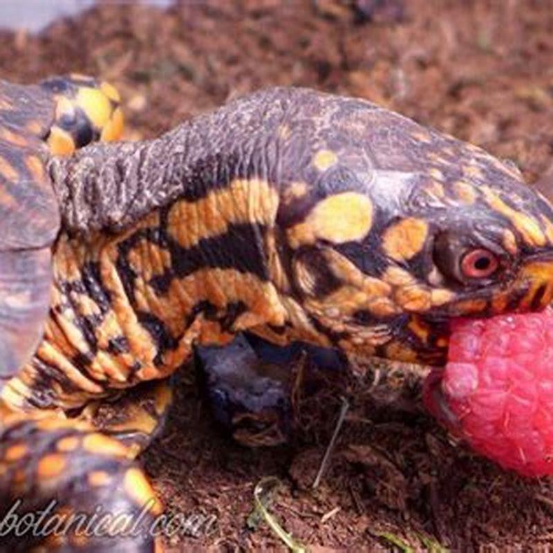 How do you take care of box turtles? - DIY Seattle