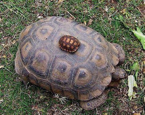 How Long Do Russian Tortoises Live For? - Diy Seattle