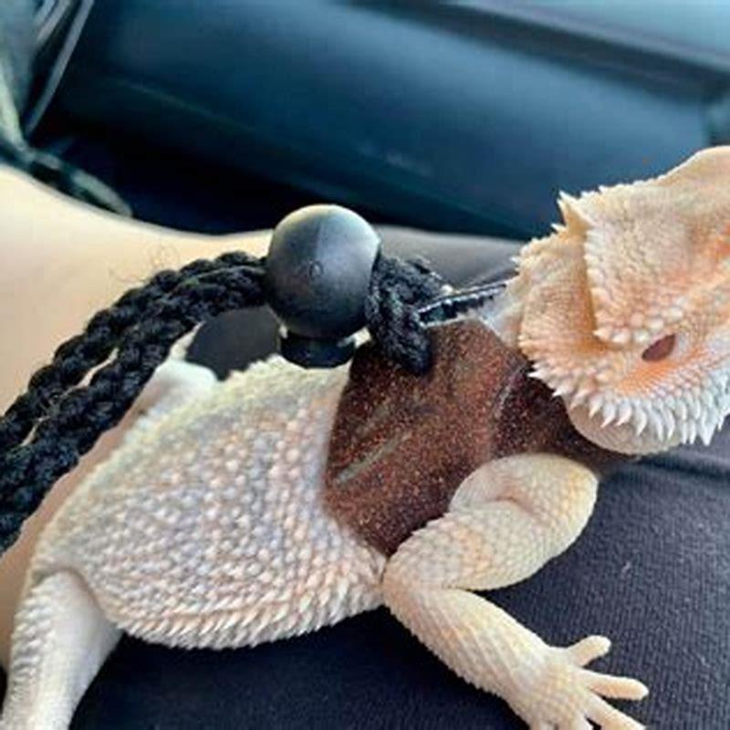 What do you do with your pet bearded dragon when on vacation?