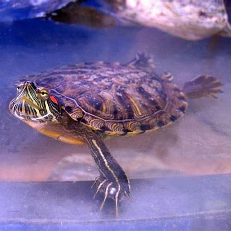 What kind of enclosure does a red-eared slider need?