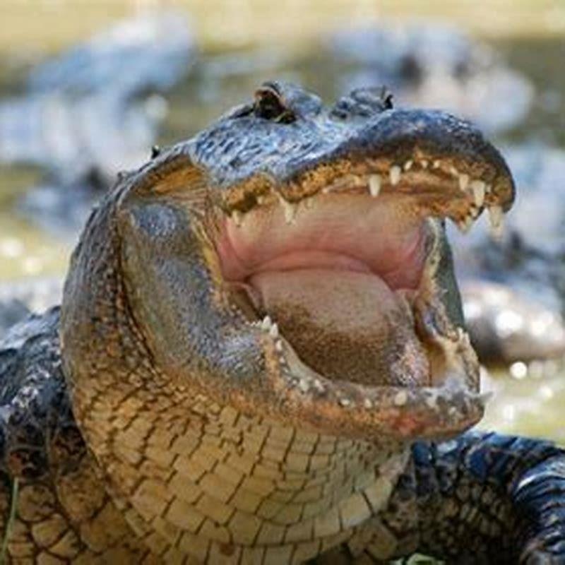 Are alligators related to reptiles?