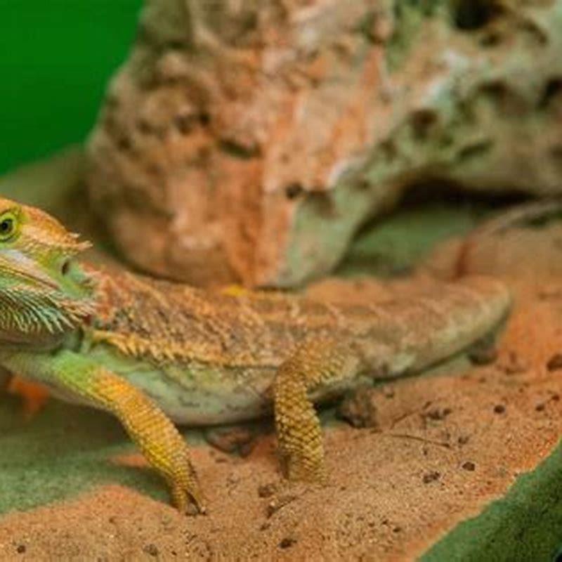 Are beaded lizards good pets?
