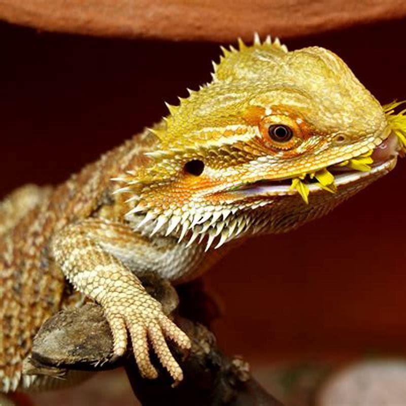 Are Beardies agamids?