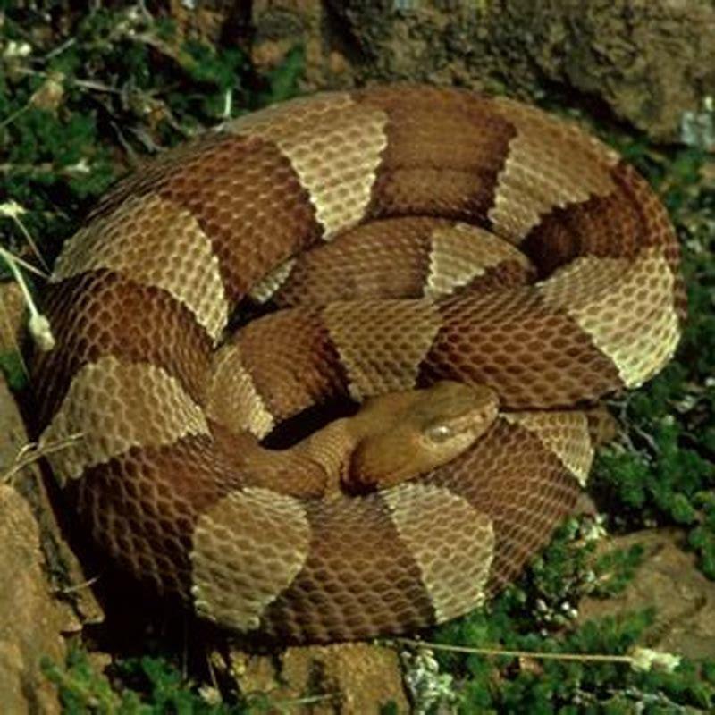 Are copperheads dangerous?