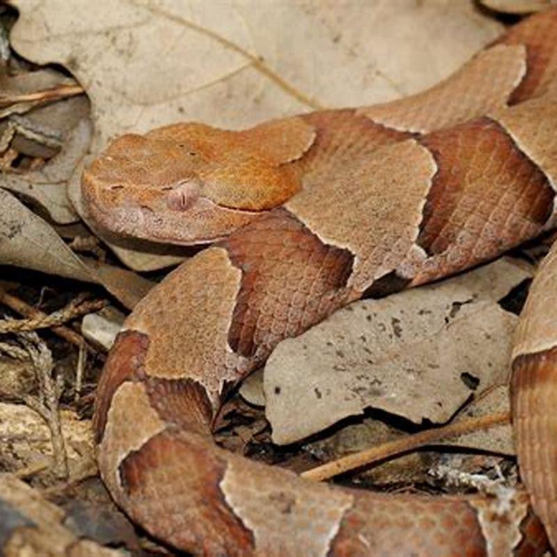 are-copperheads-good-pets-diy-seattle