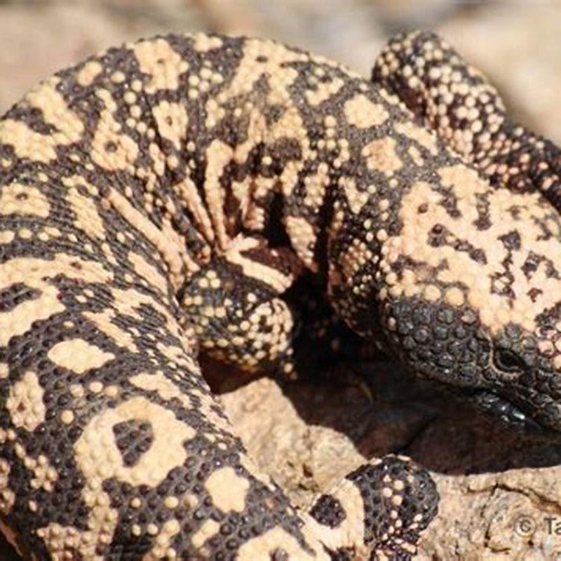 Are Gila Monsters Good Pets DIY Seattle are-gila-monsters-good-pets-diy-seattle