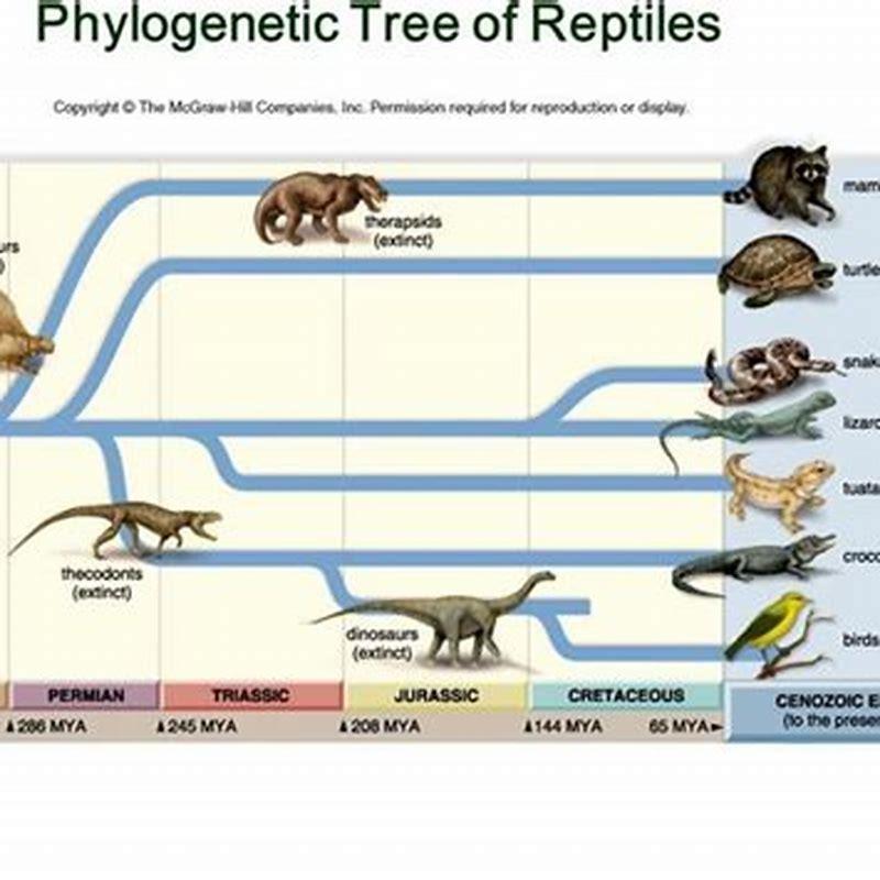 Are humans evolved from reptiles?