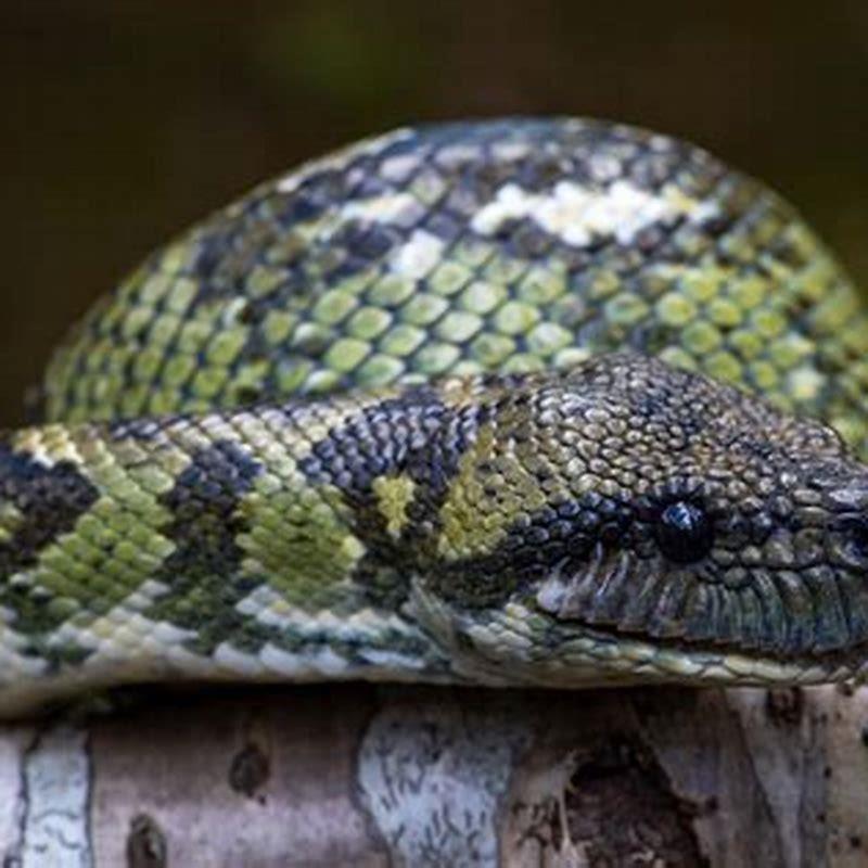 Are Madagascar tree boas venomous?
