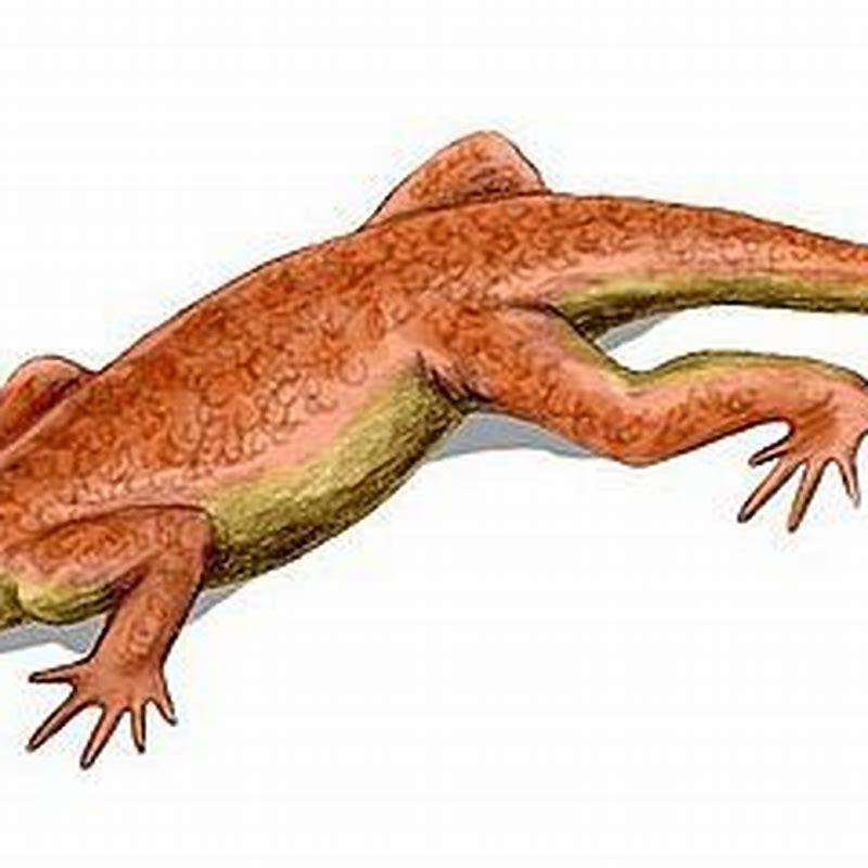 Are Parareptilia reptiles? - DIY Seattle