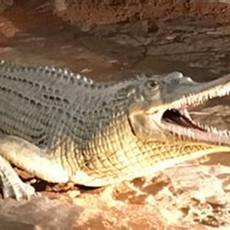 Are phytosaurs crocodiles diy seattle
