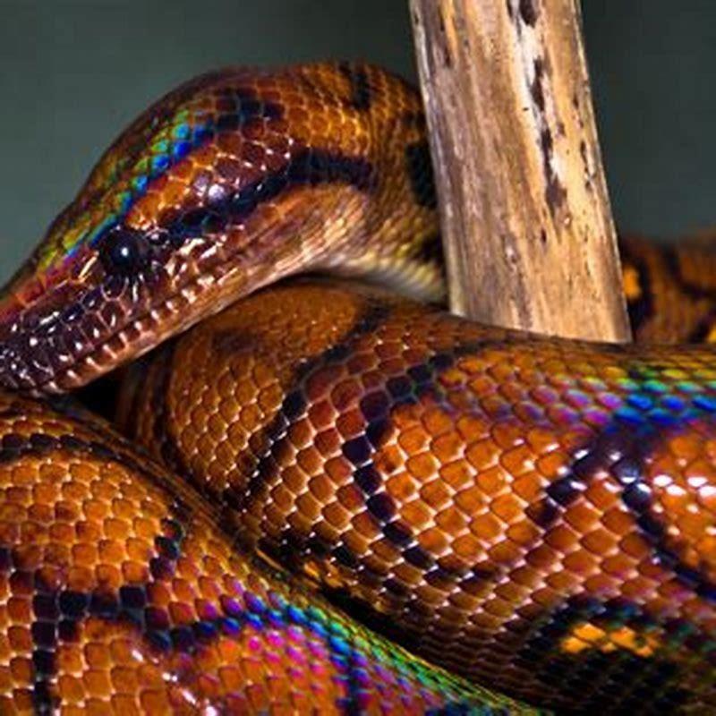 Are rainbow boas poisonous?