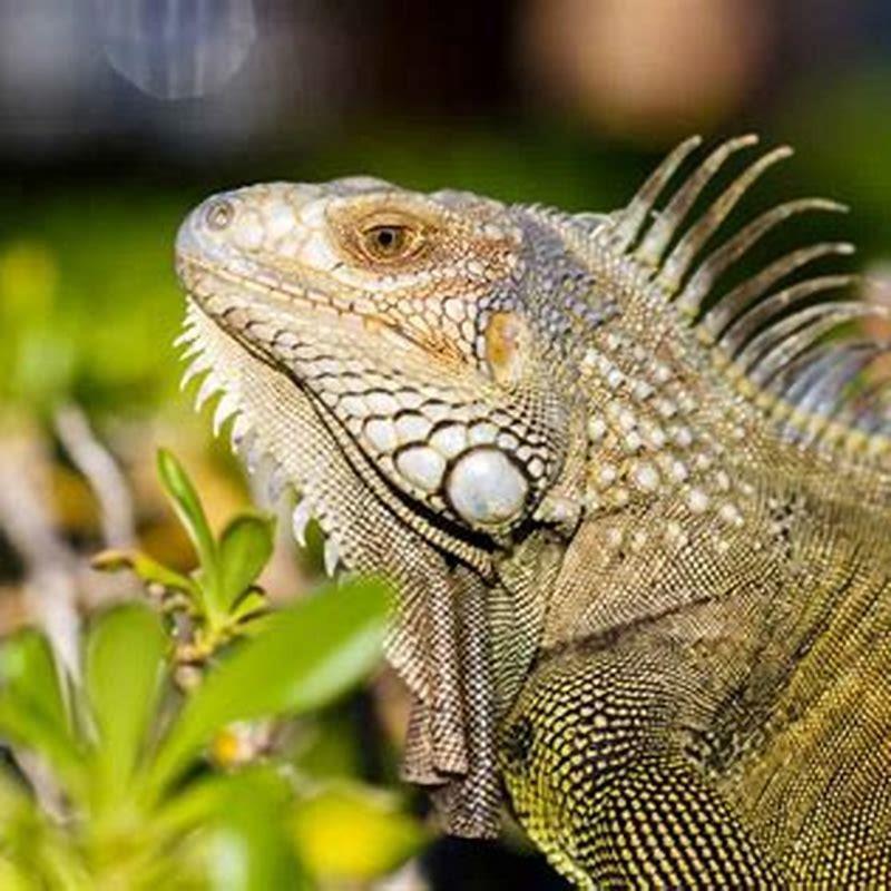 Are reptiles related to fish?